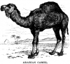 Arabian Camel.png